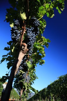 Web Version-Terreni alla Maggia-Copyright Terreni alla Maggia SA, solo uso turistico , no c.jpg