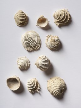 Fossile Muschelschalen aus den tertiären Schichen von Grignon Foto Museum Wiesbaden Bernd Ficker.jpg