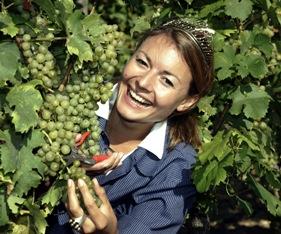 Weinlese