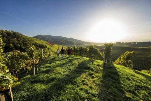 Durbach_Badische Weinstraße © Fichtner_Schwarzwald Tourismus (3).gif