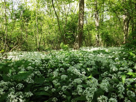 Bärlauchzeit.JPG