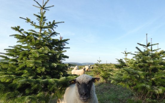 Unsere Schafe fressen das Gras zwischen den Weihnachtsbäumen.jpg