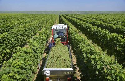 Winzer pflanzen mehr weiße Sorten / Foto: Deutsches Weininstitute (DWI)