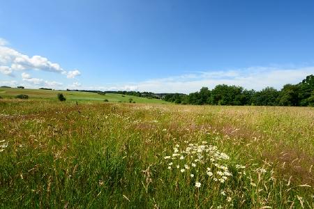 Ein Teil der artenreichen Wiesen und der Feuchtgebiete auf dem Grießing, die völlig zerstört würden. Blick von der L 307 nach Nordhofen / Foto: Harry Neumann/NI