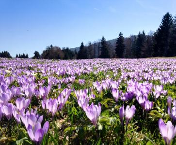 Krokusblüte am Hündle / (c) Oberstaufen Tourismus