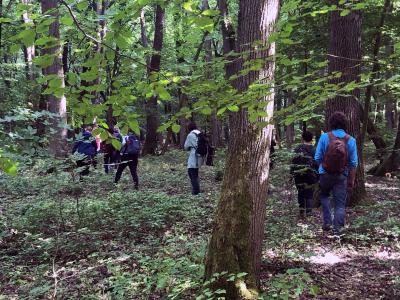 Fernab der Wanderwege das UNESCO-Weltnaturerbe erleben und beim Schutz des Nationalparks Hainich aktiv mitwirken!