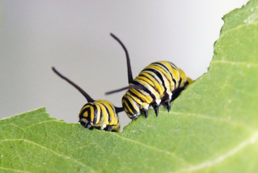2 Danaus_plexippus Raupe_c_Rita Verma.jpg