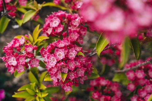 Web Version-Golf Ascona, Lago Maggiore-Milo Zanecchia - Ticino Turismo-7.jpg