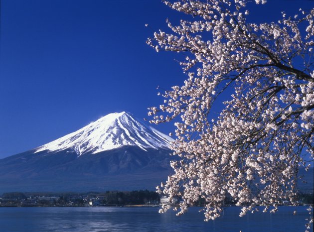 japan-sprachreise-kirschbluete-3.jpg.jpg