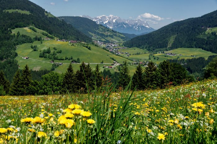 Frühlingswiese-Schmid Hermann Rechte TVB Wildschönau (1).jpg