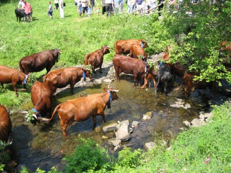 Viehaustrieb in Wildemann (c) C.Schmottlach-GLC-AG.JPG