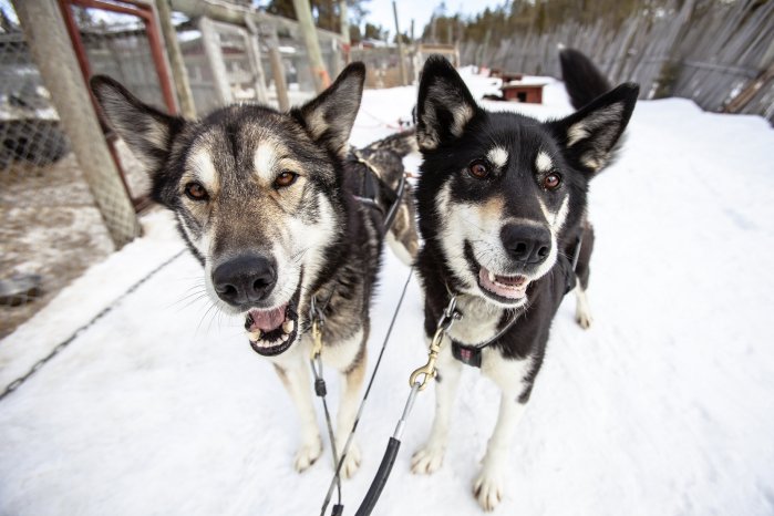 Harriniva Hotels & Safaris Huskies 14.jpg