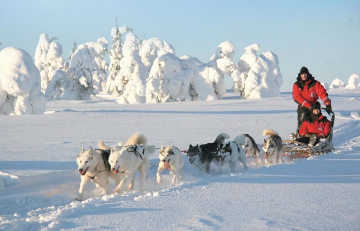 Finnland_Hundeschlitten-Safari.jpg