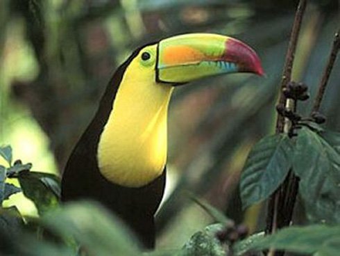 Costa Rica Regenwald.jpg