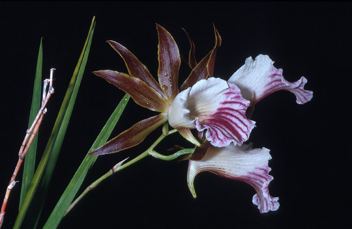 ven06_126_galeandra_devoniana_orchidaceae1.jpg