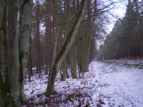 Waldstreifen_B198.JPG