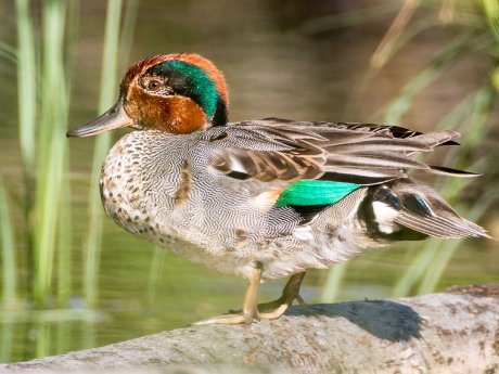 Krickente am ufer © Herbert Steffny.jpg