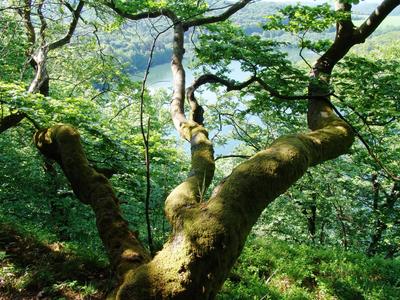 Im Reich der urigen Buchen. Der einzige hessische Nationalpark Kellerwald-Edersee schützt einen der letzten großen und naturnahen Rotbuchenwälder Mitteleuropas (Bildautor: Nationalpark Kellerwald-Edersee)