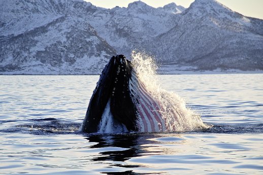 Visit_Lyngenfjord_Humpback_whale_off_the_coast_of_Senja.jpg