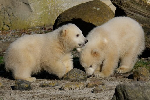 Eisbären-Zwillinge Zoo am Meer 2.jpg