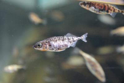 Wildpark MV Dreistachliger Stichling Fisch des Jahres 2018