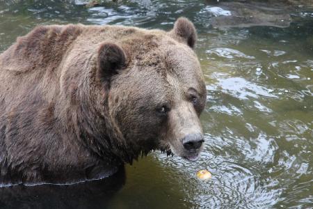 Morgendliche Obstration bei den Braunbären / FOTO: Wildpark-MV