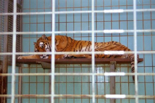 Tiger_im_Zoo_(c)PETA.JPG