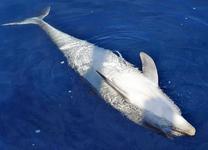 Ein toter Adria-Tümmler treibt auf dem Meer. Foto: S.Hartmann