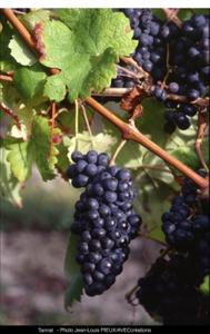 Tannat