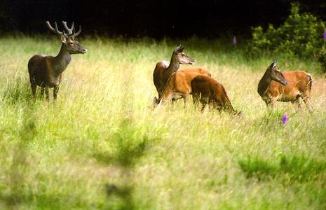 Experten schätzen die Rothirsch-Population im Nationalpark Eifel auf etwa 1.000 Tiere. (Bild: J. Bey)