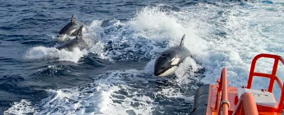 Orcas-jagen-hinter-Boot-80-800x324px.jpg