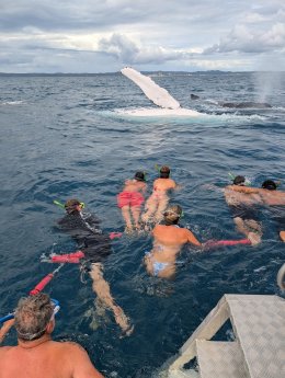 whale_swim_mit_buckelwalen_tasman_venture.jpg