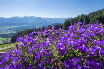 Blumenmeer am Riedberger Horn bei Balderschwang im Allgäu