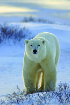 Die EisbaÌ?ren von Churchill5.jpg