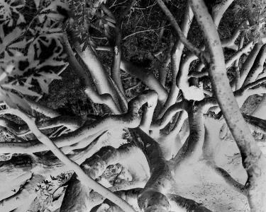 Fotografie: Uriel Orlow, Wild Almond (Cape Town) / Bild: Kunst, Bonn 2019