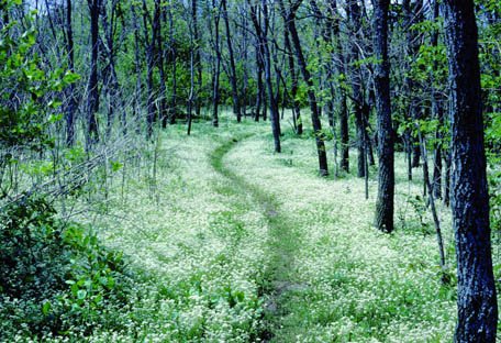 Appalachian Trail auf dem Loft Mountain im Shenandoah Nationalpark (c) National Park Servic.jpg