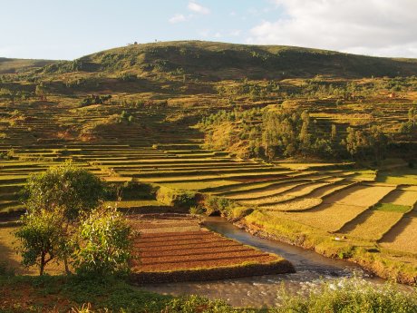 Reisfelder Richtung Antsirabe.JPG