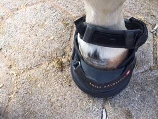 Huflädchen - Die Schweizer Hufschuhe haben sich im Huflädchen etabliert