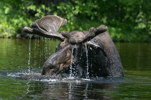 Ein Elch nimmt ein erfrischendes Bad (c) Discover New England.jpg