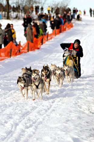 20260107_Schlittenhunde_ CopyrightSüss_5.jpg