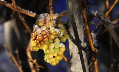 Eisweinlese im Weingut St. Urbans-Hofs Donnerstag (02.12.10) Ockfen an der Saar. Bild: DWI