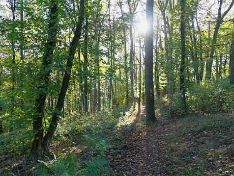 Wald der Zukunft2.jpg