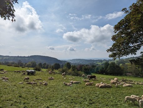 Ausblick Schafherde.jpg