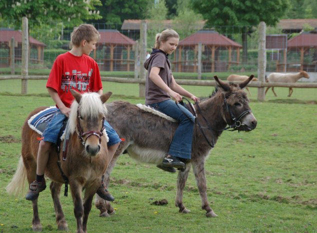 Pony und Eselreiten_3.jpg