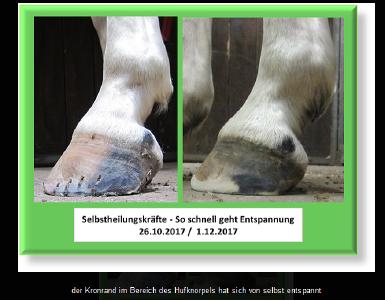 Annelie Michels Der Kronrand im Bereich des Hufknorpels hat sich von selbst entspannt. Hufsituation Vor und Nachher.