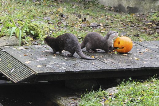 Halloween25_3.jpg