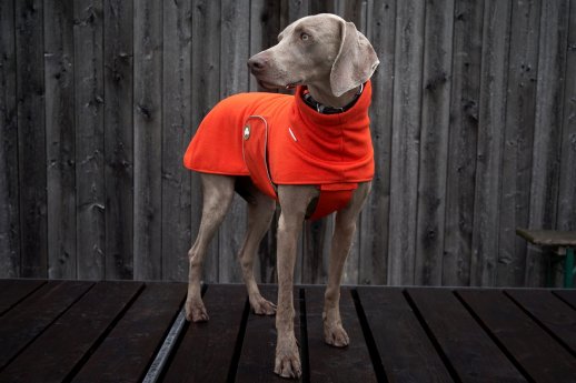 @Theo&Emma - Hundepullover Henry-orange kompr.jpg