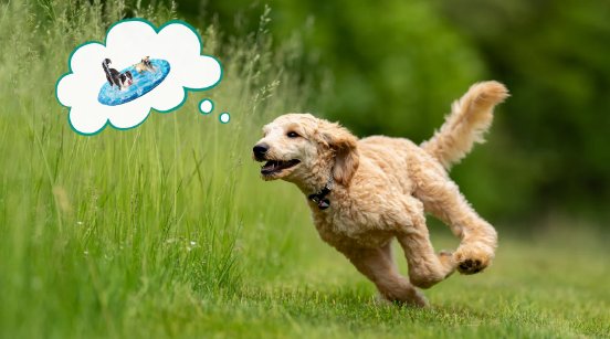 pet_blogs_juni_1.webp