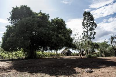 World Vision ist Partner der UN-Dekade zur Restaurierung der Ökosysteme / Foto: World Vision