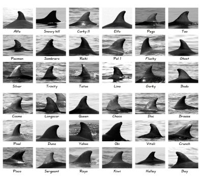 Catalogue Paracas Bay Dolphins.JPG